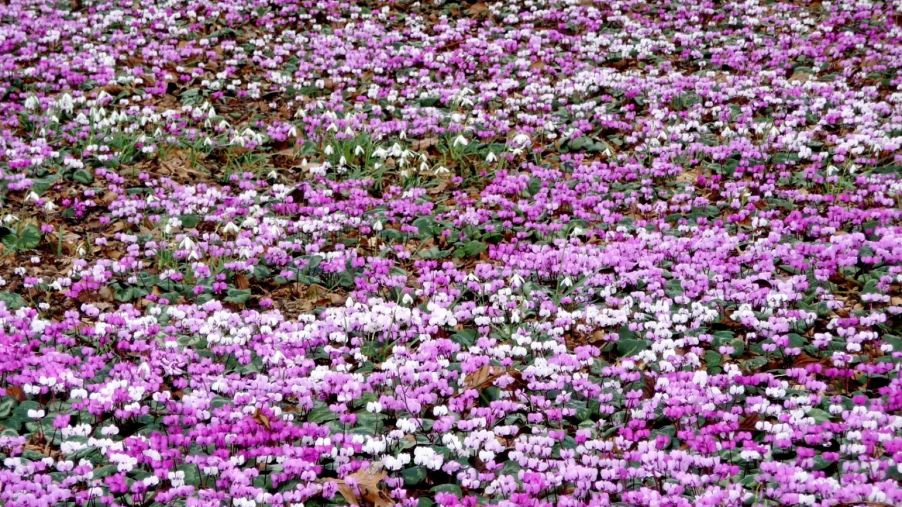 Champ de Fleurs Roses et Blanches Pendant la Journée. Wallpaper in 1280x720 Resolution