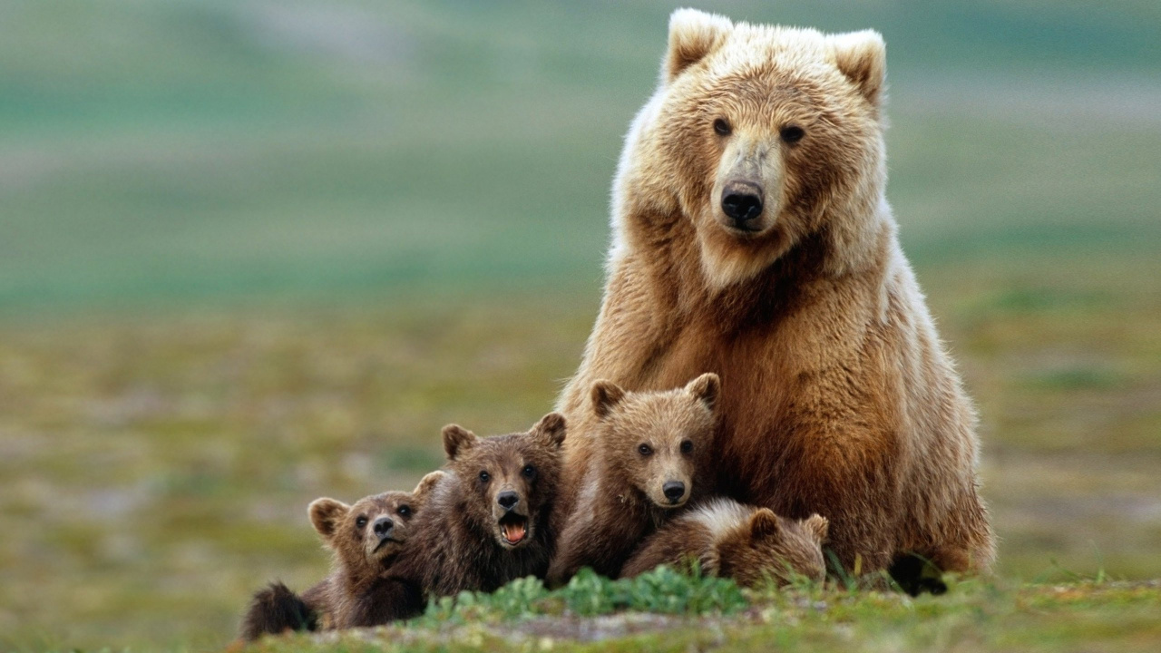Brown Bear on Brown Field During Daytime. Wallpaper in 1280x720 Resolution