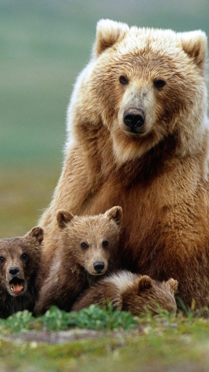Brown Bear on Brown Field During Daytime. Wallpaper in 720x1280 Resolution