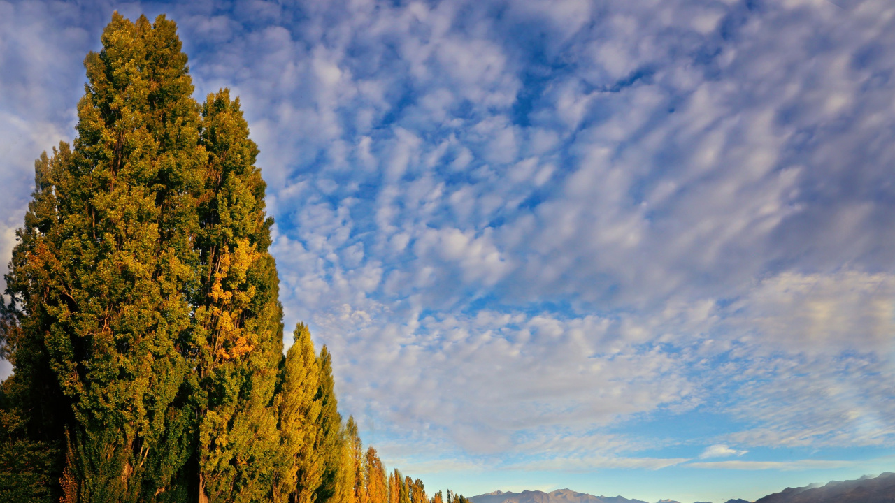 Green Trees Near Body of Water Under Blue Sky and White Clouds During Daytime. Wallpaper in 1280x720 Resolution