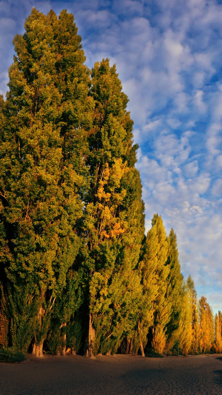 Green Trees Near Body of Water Under Blue Sky and White Clouds During Daytime. Wallpaper in 750x1334 Resolution