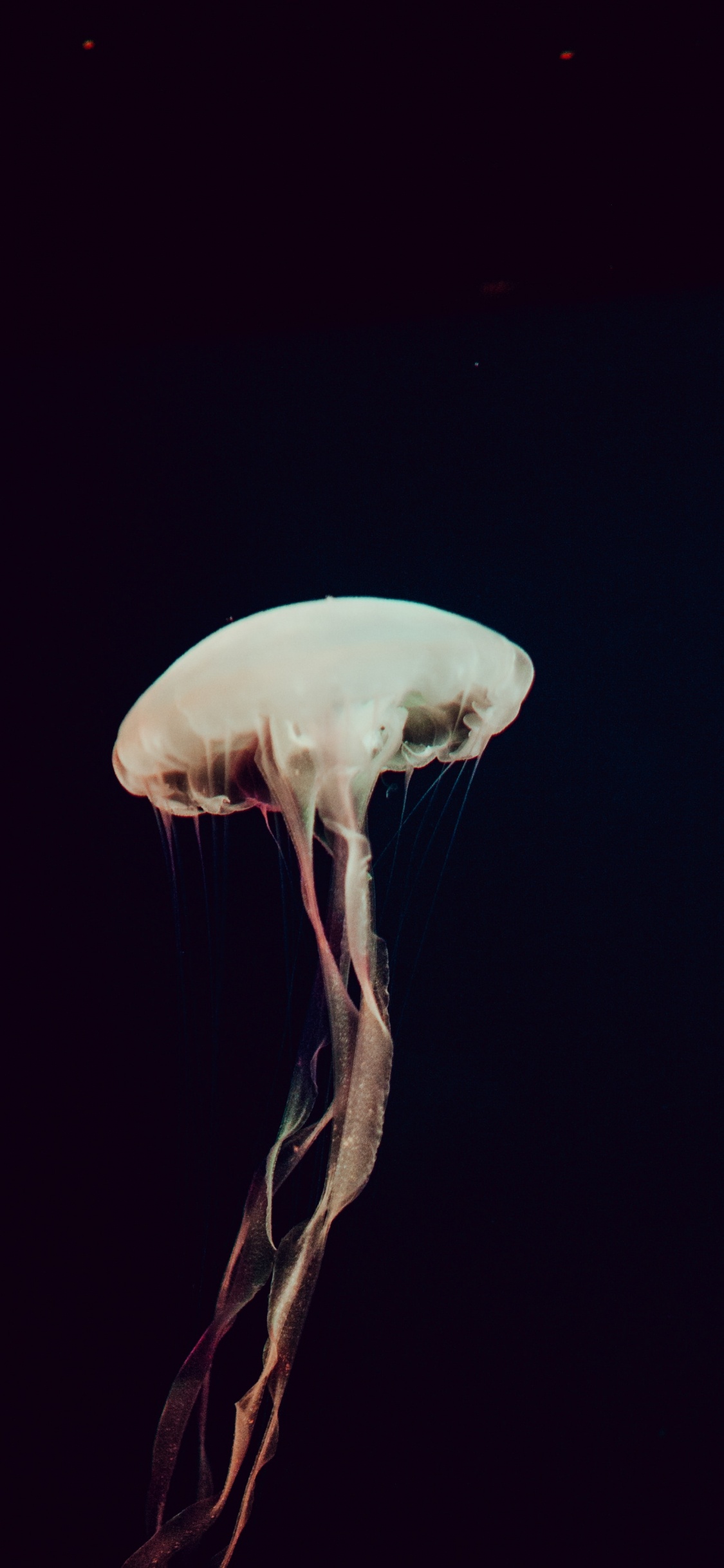 White Jellyfish in Blue Water. Wallpaper in 1125x2436 Resolution