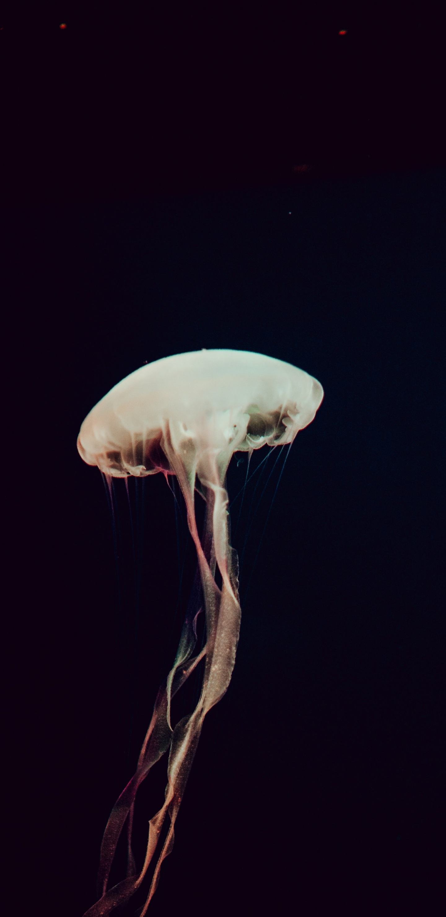 White Jellyfish in Blue Water. Wallpaper in 1440x2960 Resolution