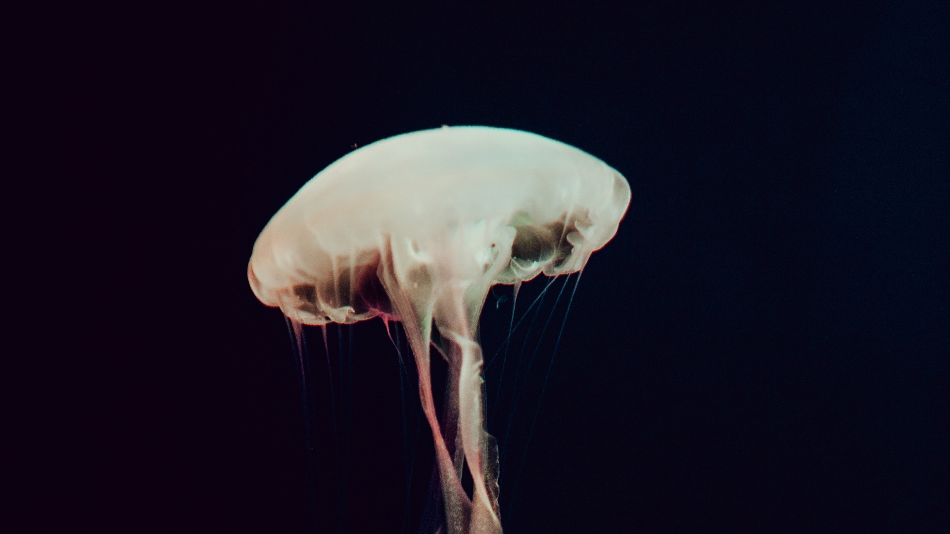 White Jellyfish in Blue Water. Wallpaper in 1920x1080 Resolution