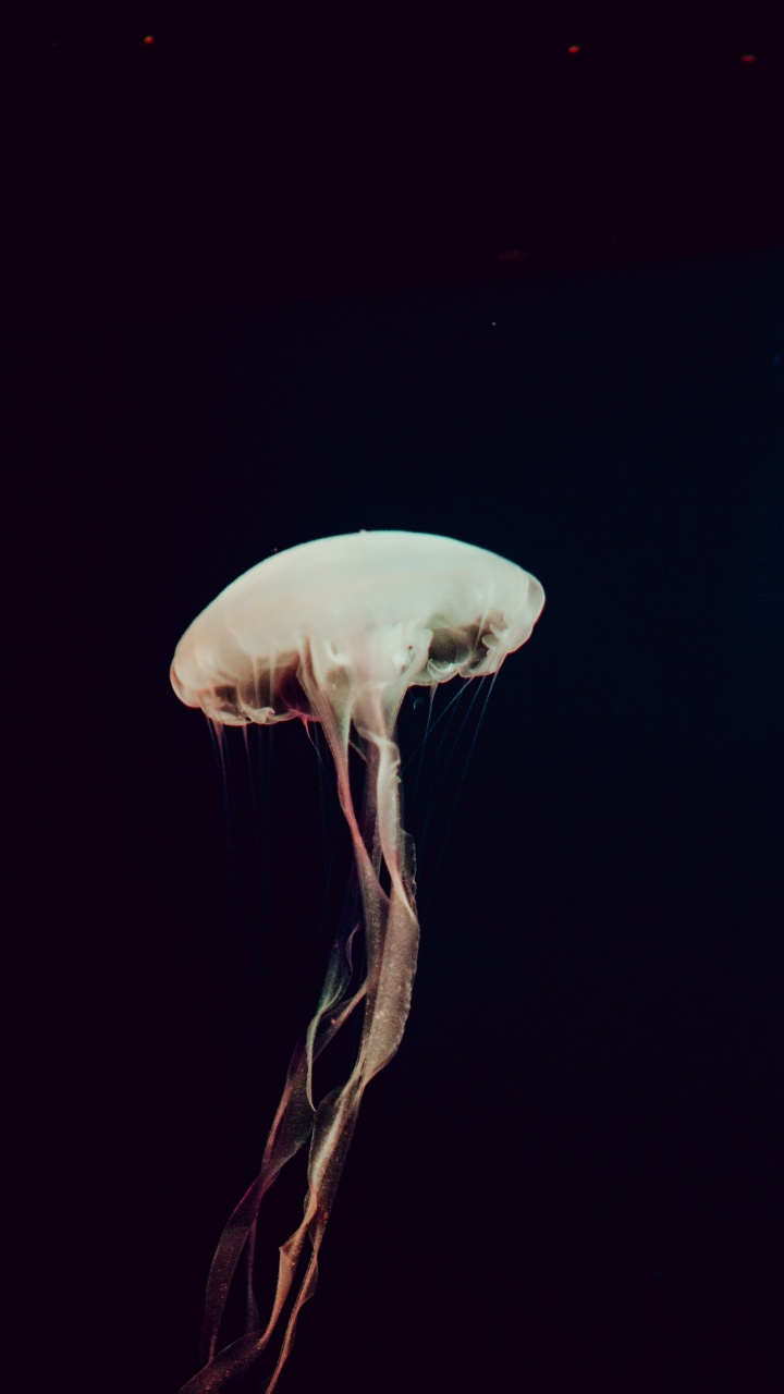 White Jellyfish in Blue Water. Wallpaper in 720x1280 Resolution