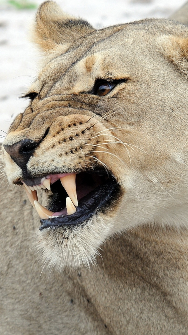 Lionne Brune Allongée Sur le Sable Blanc Pendant la Journée. Wallpaper in 750x1334 Resolution