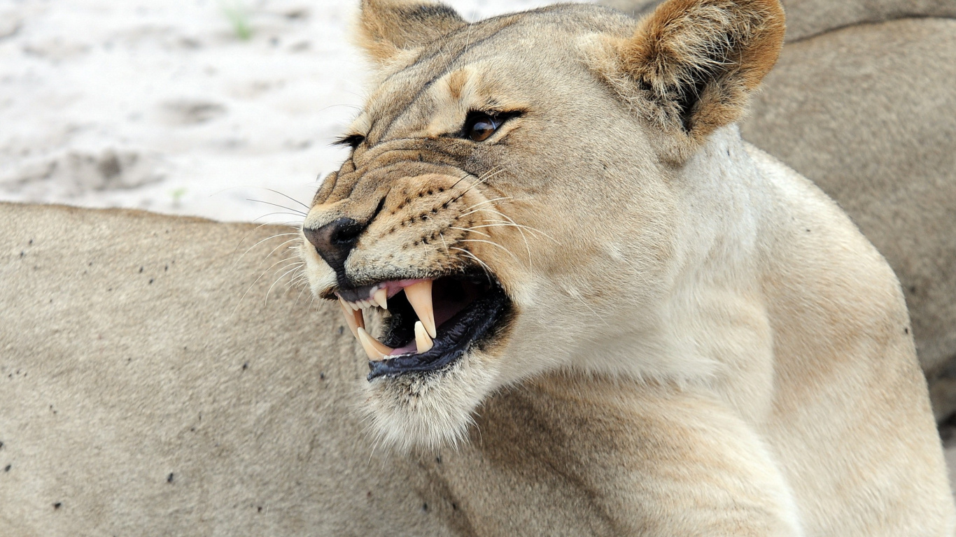 Brown Lioness Lying on White Sand During Daytime. Wallpaper in 1366x768 Resolution