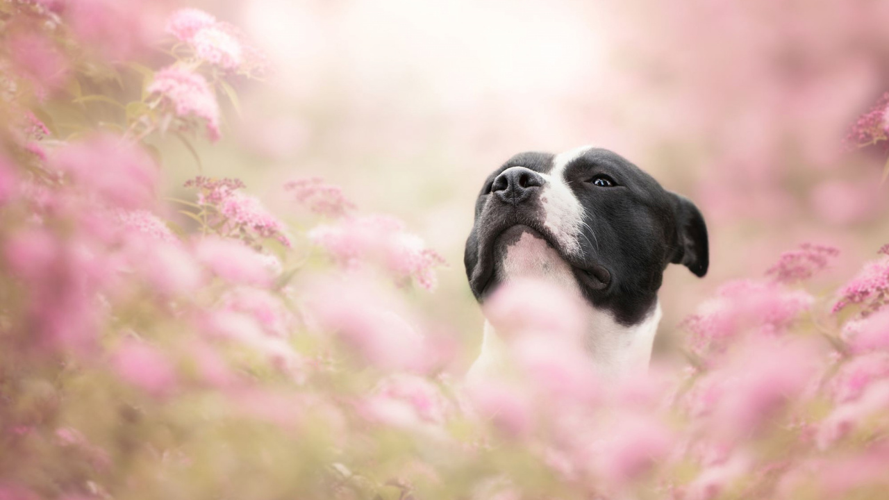 Race de Chien, Chien, Chiot, Chien, Comme Les Mammifères, Race. Wallpaper in 1280x720 Resolution