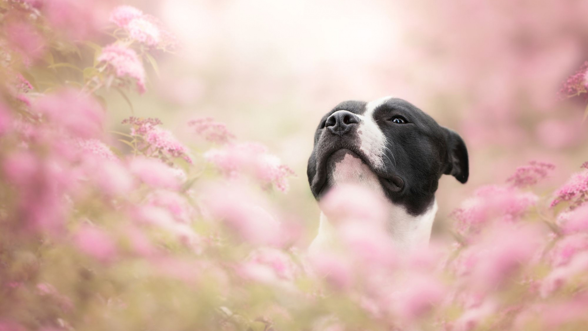 Hunderasse, Hund, Welpe, Hund Wie Säugetier, Rasse. Wallpaper in 1920x1080 Resolution