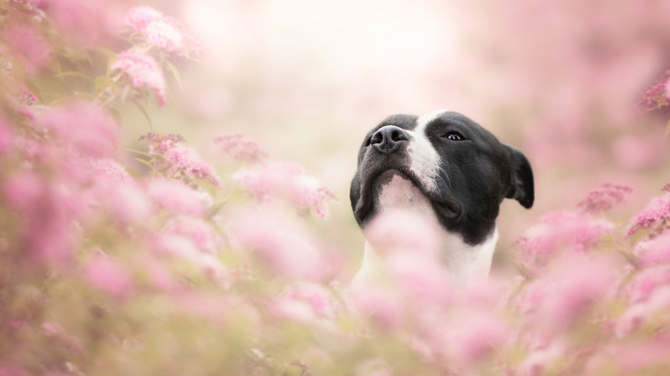 Raza de Perro, Perro, Cachorro, Perro Como el de Los Mamíferos, Cría. Wallpaper in 1366x768 Resolution