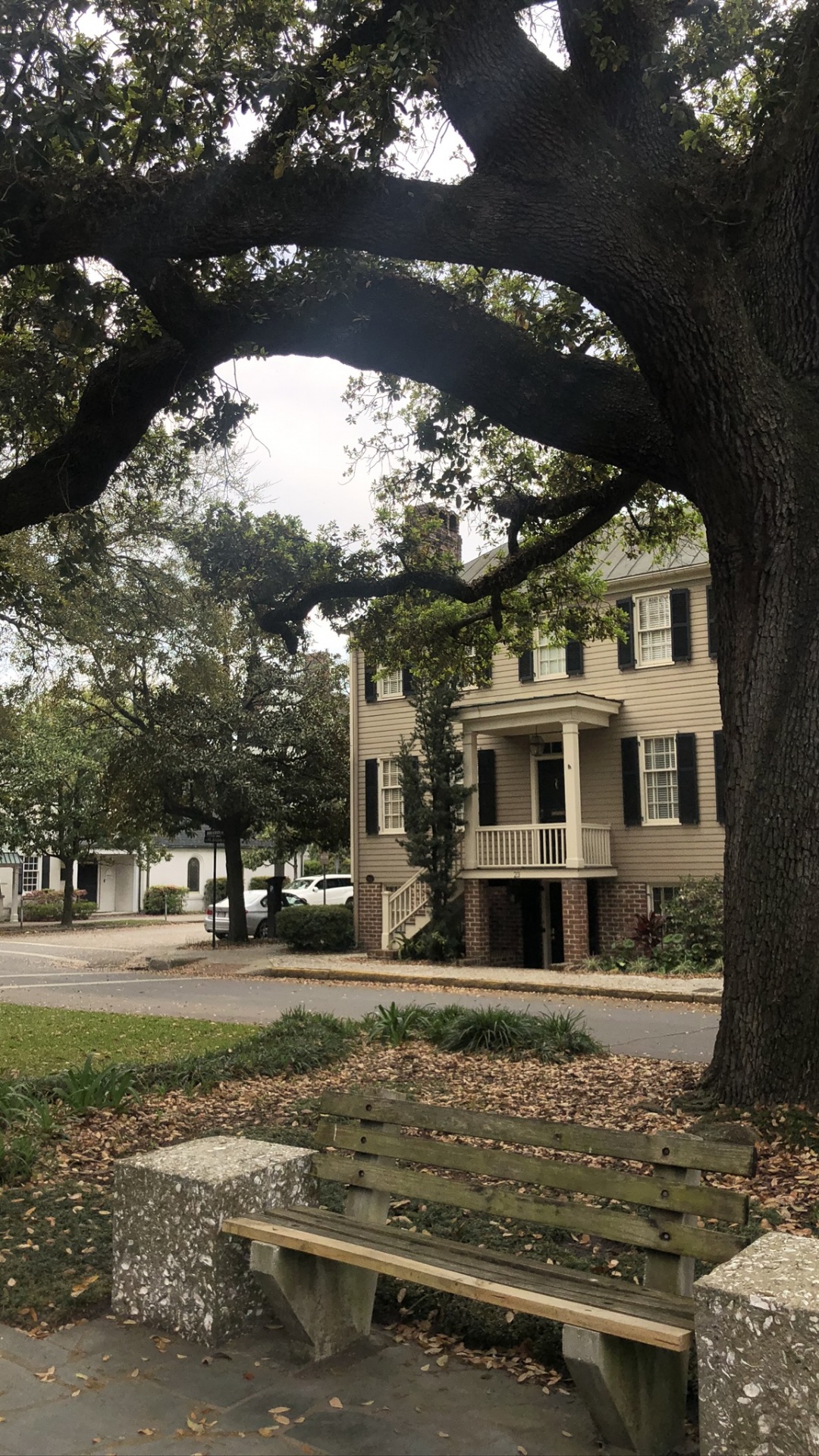 Tree, Branch, Woody Plant, Trunk, Deciduous. Wallpaper in 1080x1920 Resolution