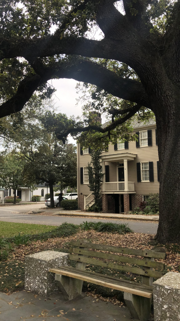 Tree, Branch, Woody Plant, Trunk, Deciduous. Wallpaper in 750x1334 Resolution