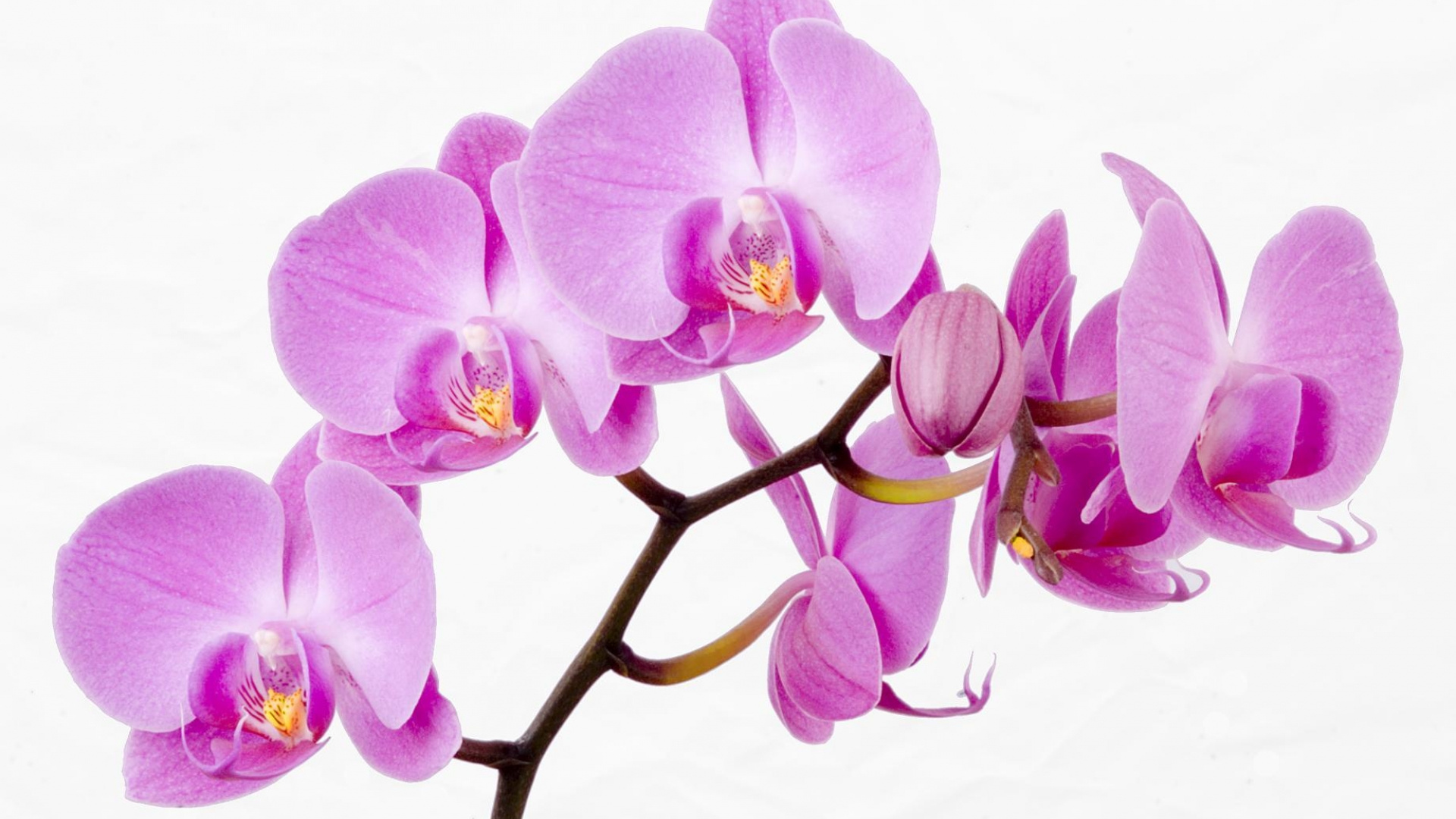 Purple Moth Orchids in Bloom. Wallpaper in 1920x1080 Resolution