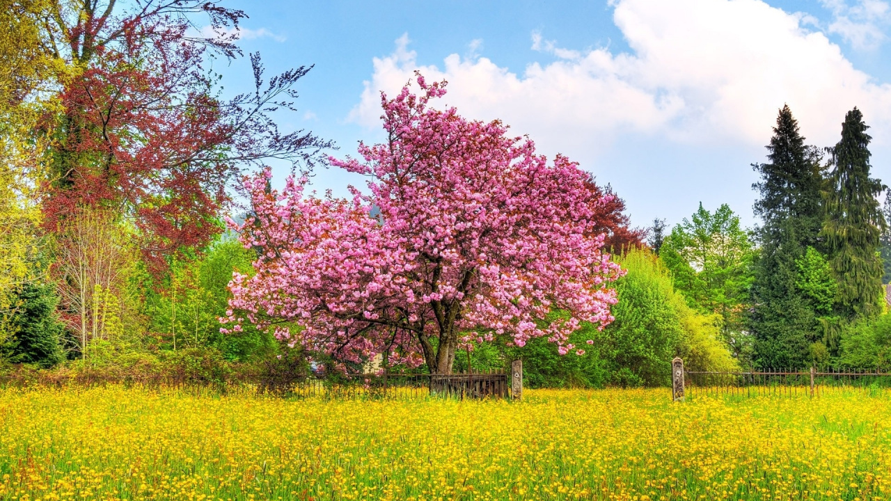 Árbol de Hoja Rosada en Campo de Hierba Verde Bajo un Cielo Azul Durante el Día. Wallpaper in 1280x720 Resolution