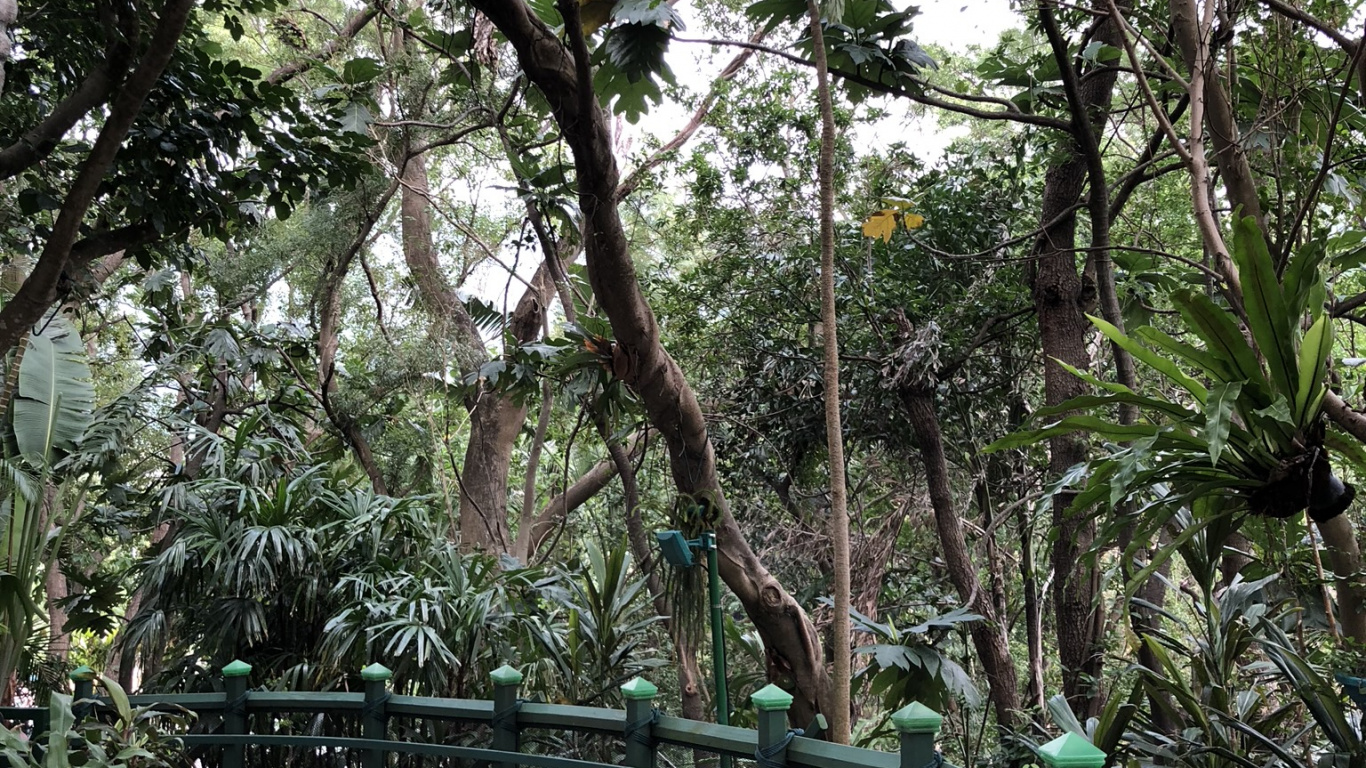 花盆, 栅栏, 盆栽, 林地 壁纸 1366x768 允许