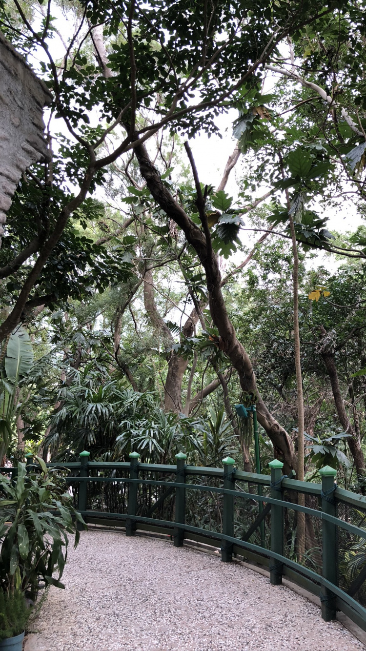 Tree, Flowerpot, Trunk, Fence, Houseplant. Wallpaper in 750x1334 Resolution