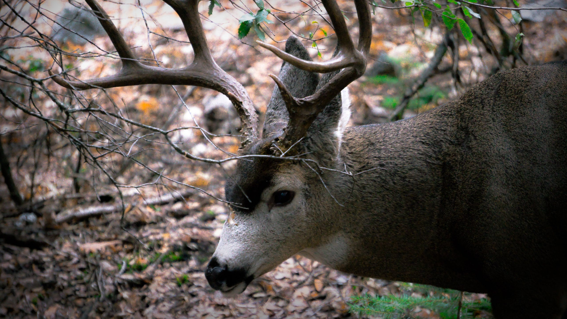 Brown Deer on Brown Dried Leaves During Daytime. Wallpaper in 1920x1080 Resolution