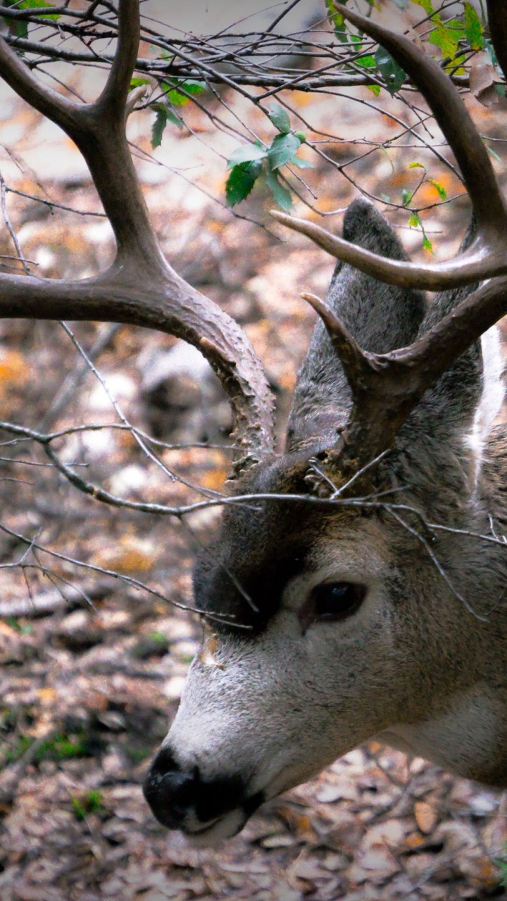 Brown Deer on Brown Dried Leaves During Daytime. Wallpaper in 720x1280 Resolution