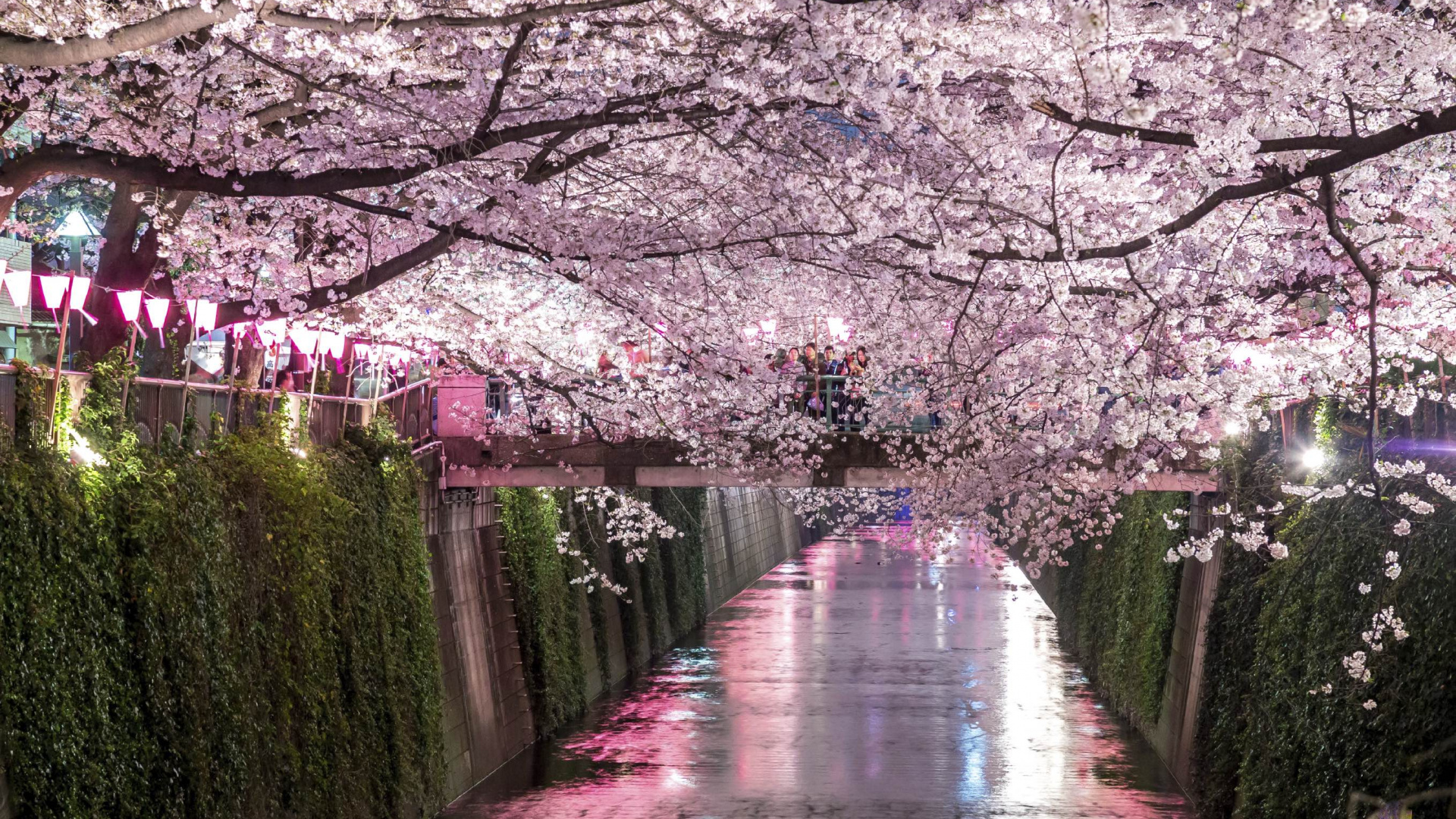国家樱花节, 樱花, 赏花, 弹簧, 开花 壁纸 1920x1080 允许