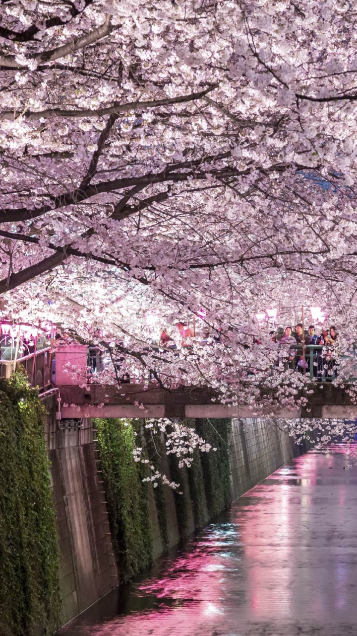 国家樱花节, 樱花, 赏花, 弹簧, 开花 壁纸 720x1280 允许