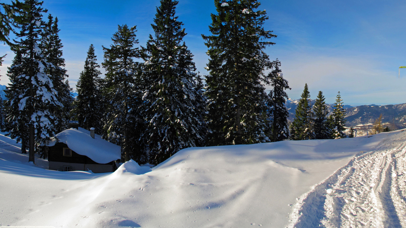 Pinos Cubiertos de Nieve Bajo un Cielo Azul Durante el Día. Wallpaper in 1366x768 Resolution