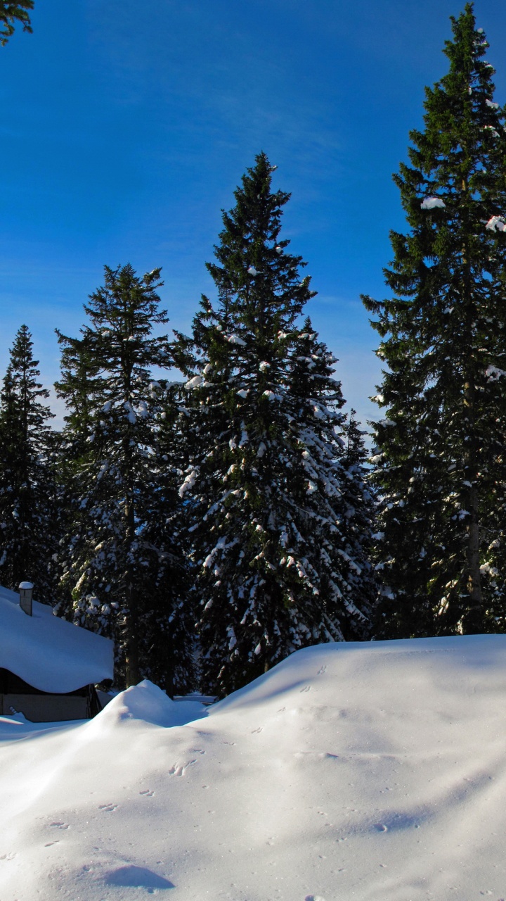 Schneebedeckte Kiefern Unter Blauem Himmel Tagsüber. Wallpaper in 720x1280 Resolution