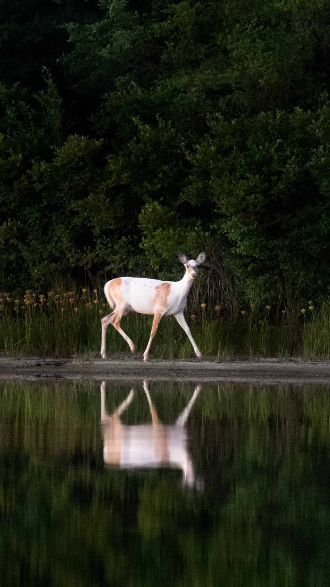 Cerfs Blancs et Bruns Sur la Rivière Pendant la Journée. Wallpaper in 1080x1920 Resolution