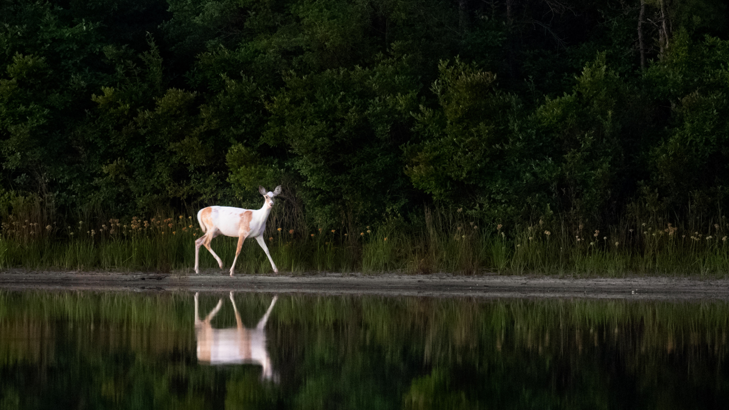 Cerfs Blancs et Bruns Sur la Rivière Pendant la Journée. Wallpaper in 2560x1440 Resolution