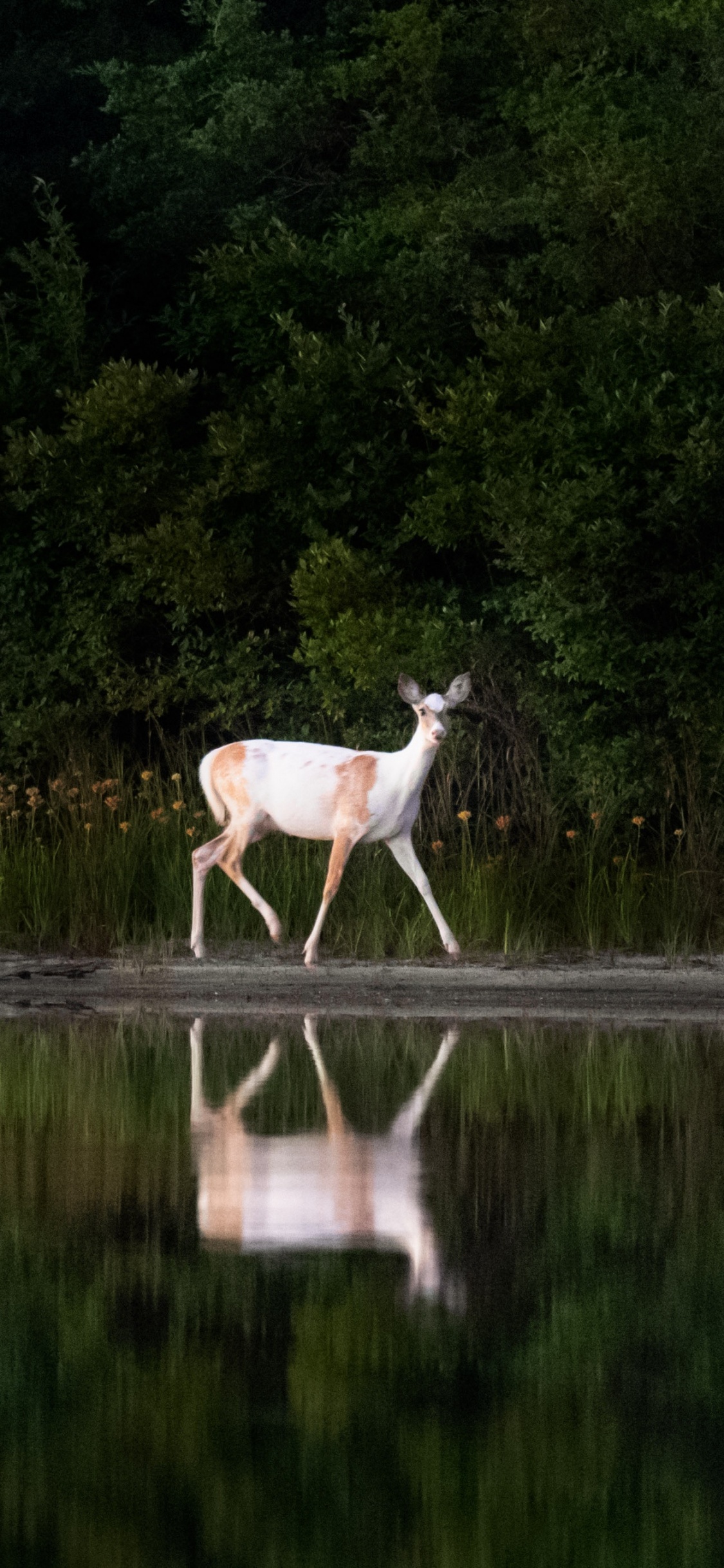 White and Brown Deer on River During Daytime. Wallpaper in 1125x2436 Resolution