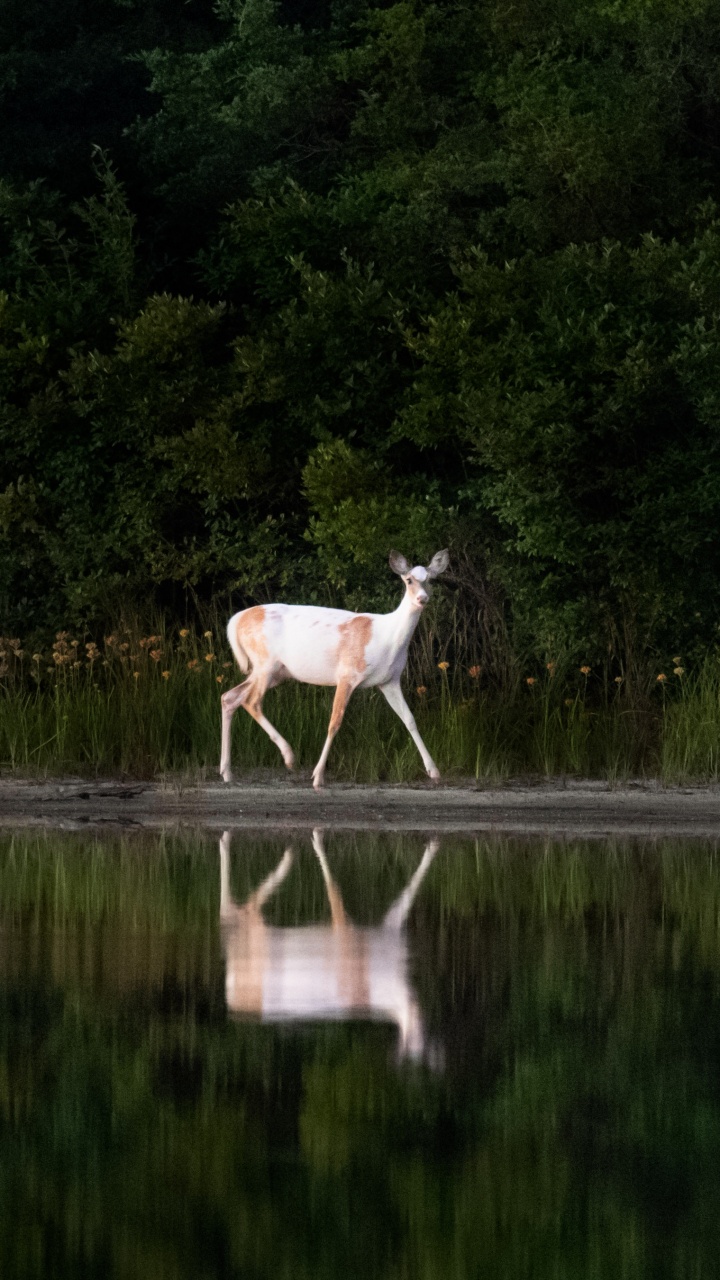 White and Brown Deer on River During Daytime. Wallpaper in 720x1280 Resolution