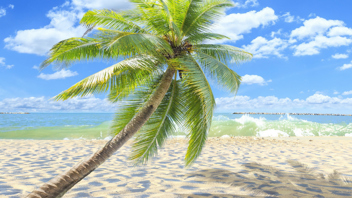Grüne Palme am Weißen Sandstrand Tagsüber. Wallpaper in 1366x768 Resolution