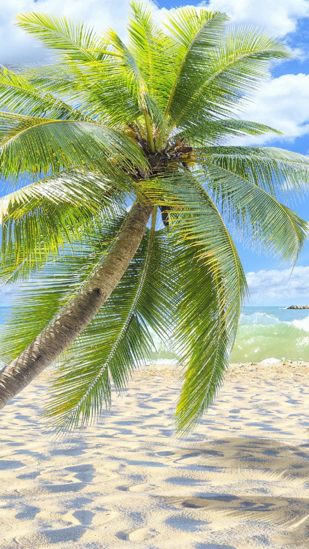 Green Palm Tree on White Sand Beach During Daytime. Wallpaper in 1080x1920 Resolution