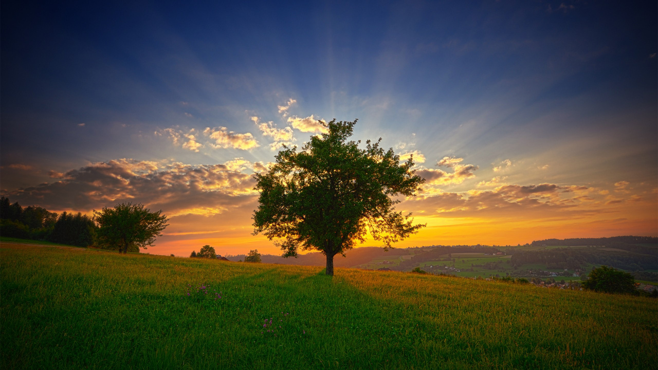 Árbol Verde en el Campo de Hierba Verde Bajo un Cielo Azul Durante el Día. Wallpaper in 1280x720 Resolution
