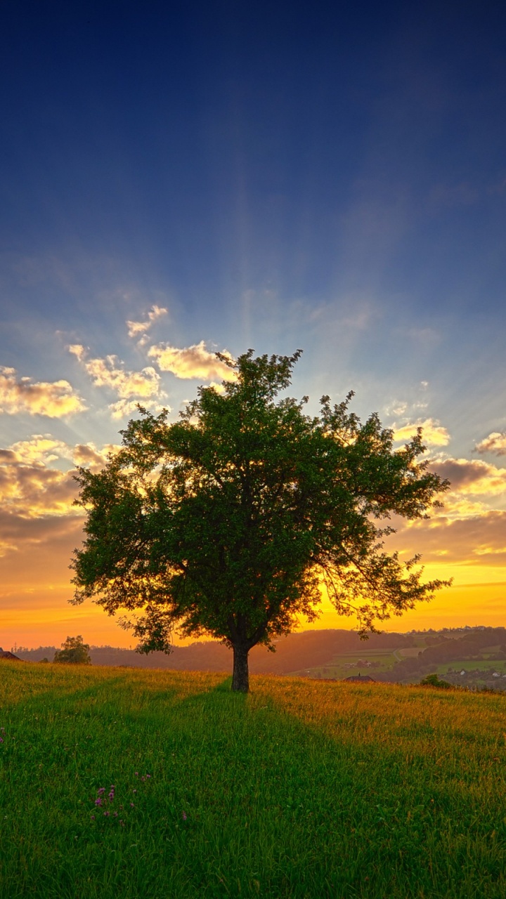 Green Tree on Green Grass Field Under Blue Sky During Daytime. Wallpaper in 720x1280 Resolution