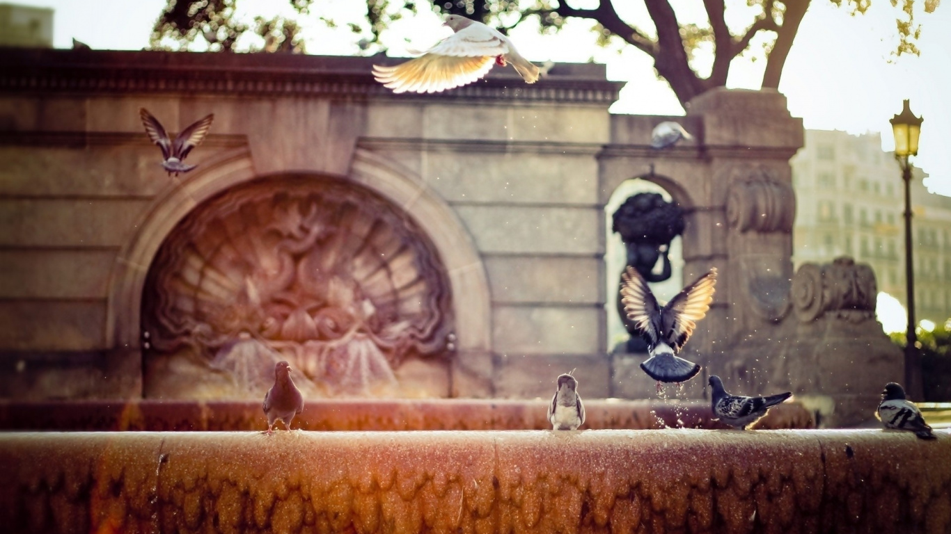 Schwarzer Und Weißer Vogel Auf Brauner Betonwand Tagsüber Wall. Wallpaper in 1366x768 Resolution