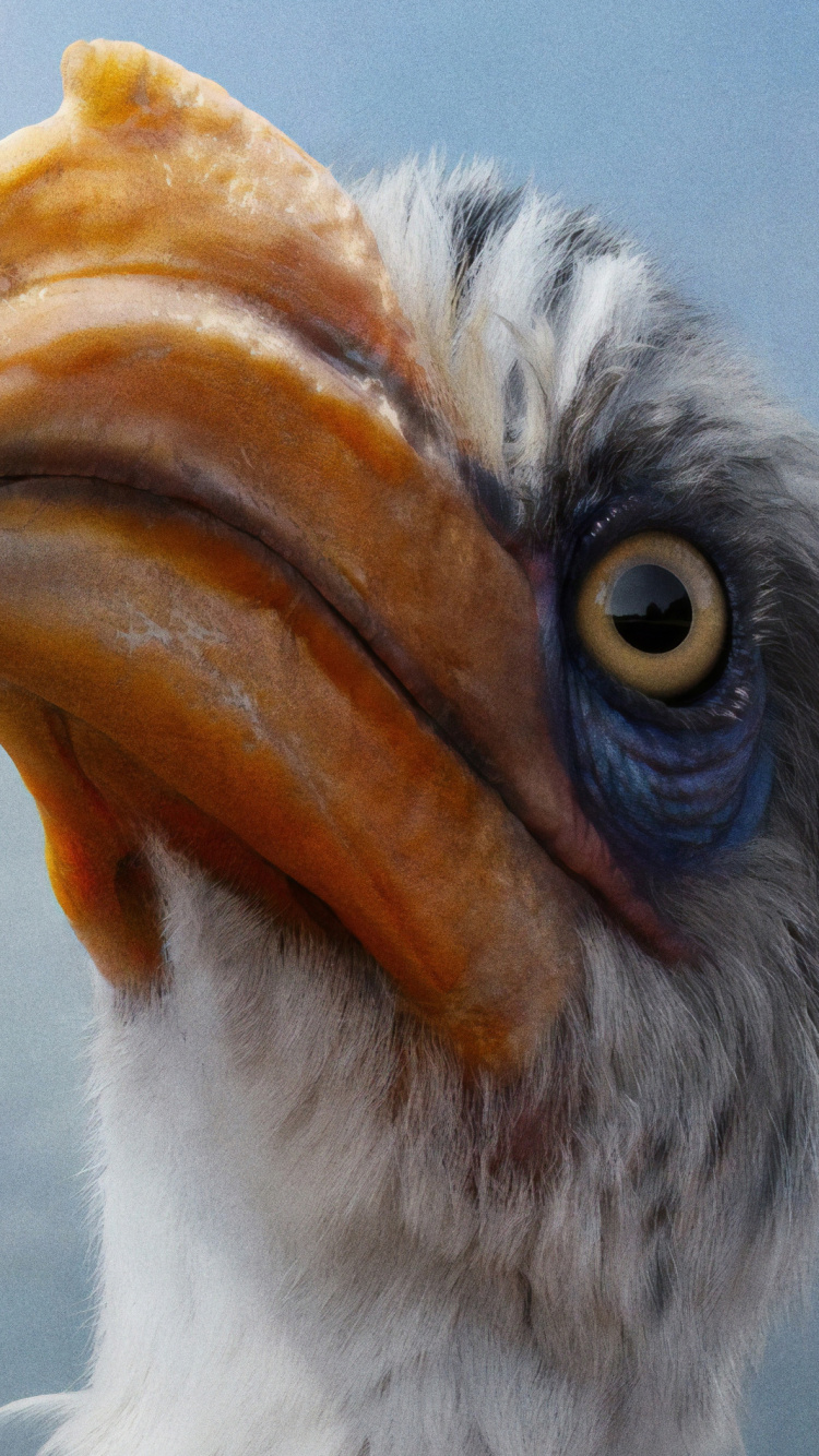 White and Yellow Bird With Yellow Beak. Wallpaper in 750x1334 Resolution