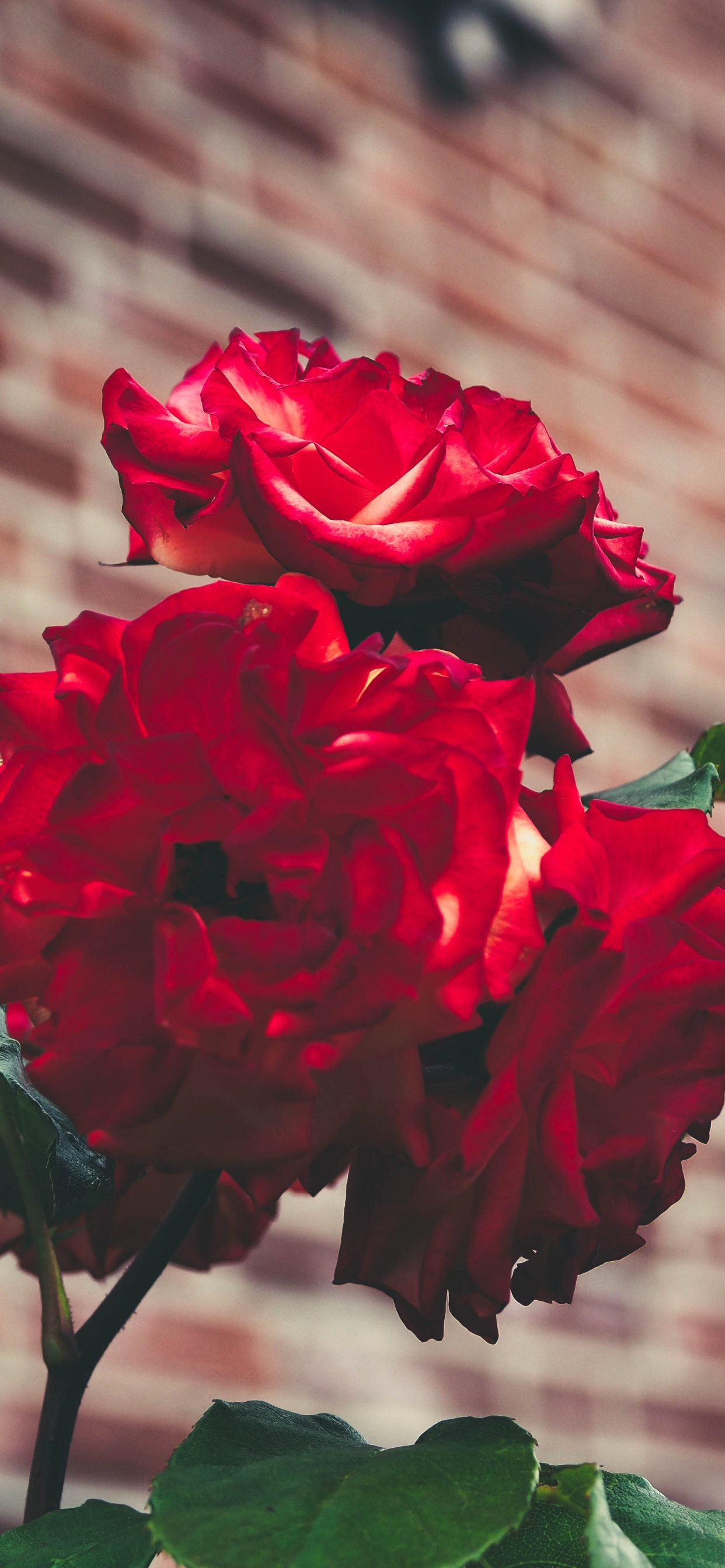 Red Rose in Bloom During Daytime. Wallpaper in 1242x2688 Resolution