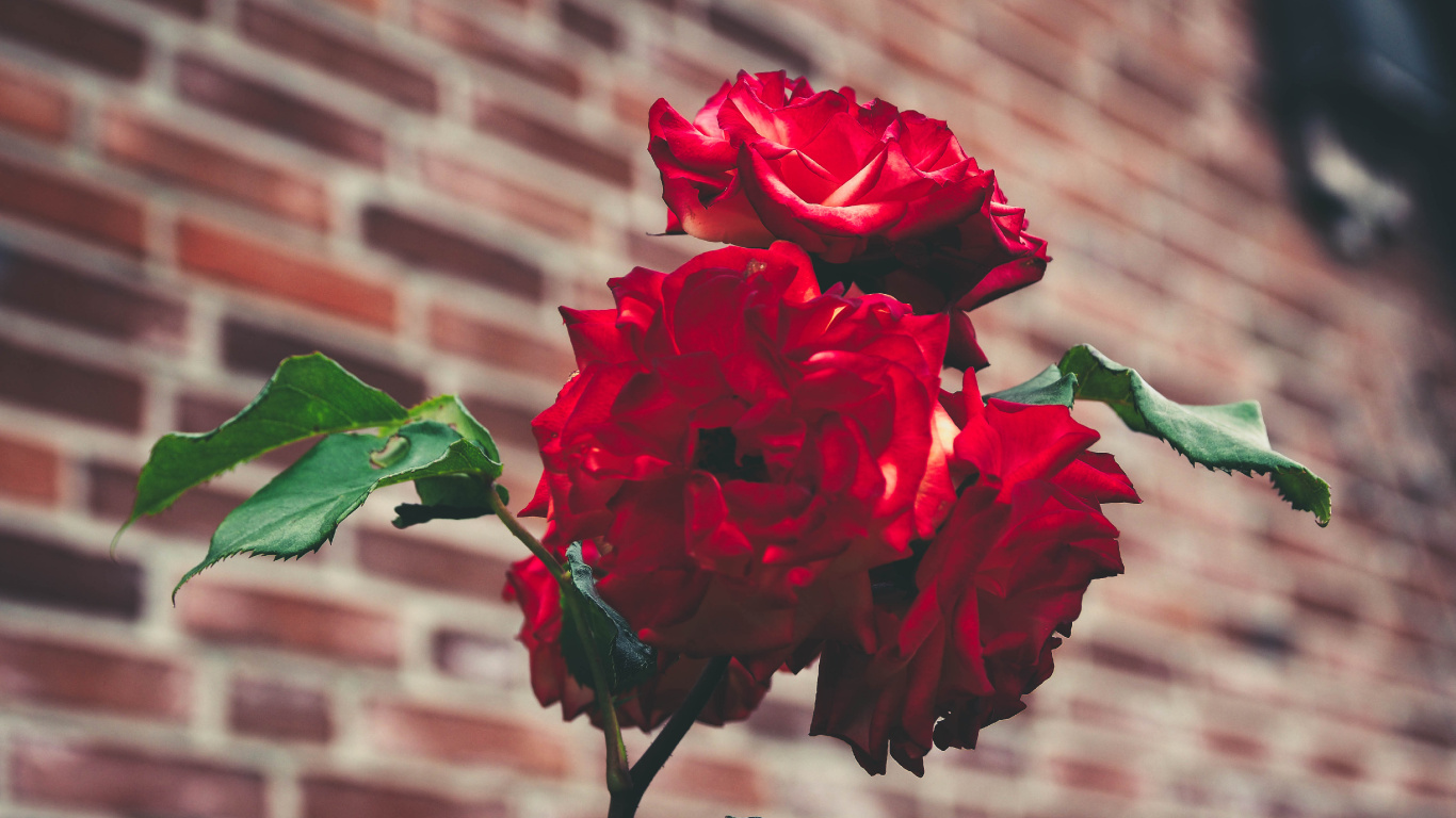 Red Rose in Bloom During Daytime. Wallpaper in 1366x768 Resolution