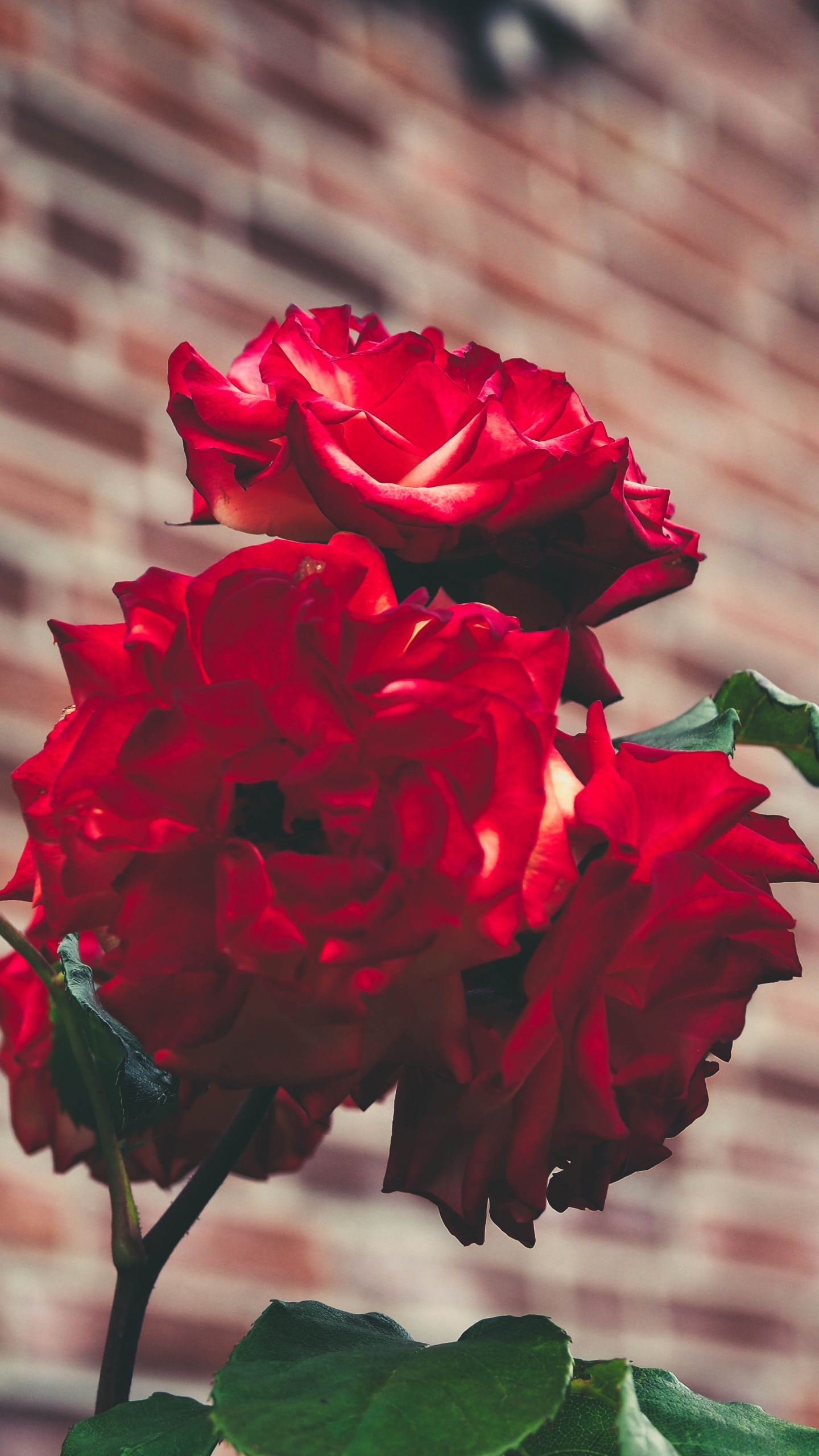 Red Rose in Bloom During Daytime. Wallpaper in 1440x2560 Resolution
