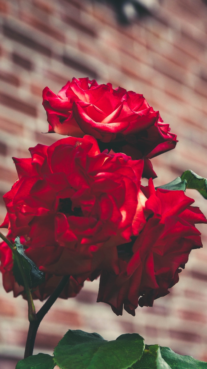 Red Rose in Bloom During Daytime. Wallpaper in 720x1280 Resolution