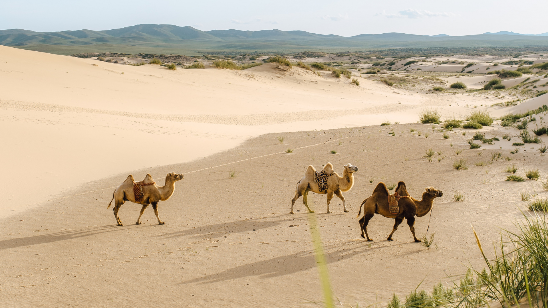 Camellos en el Desierto Durante el Día.. Wallpaper in 1920x1080 Resolution
