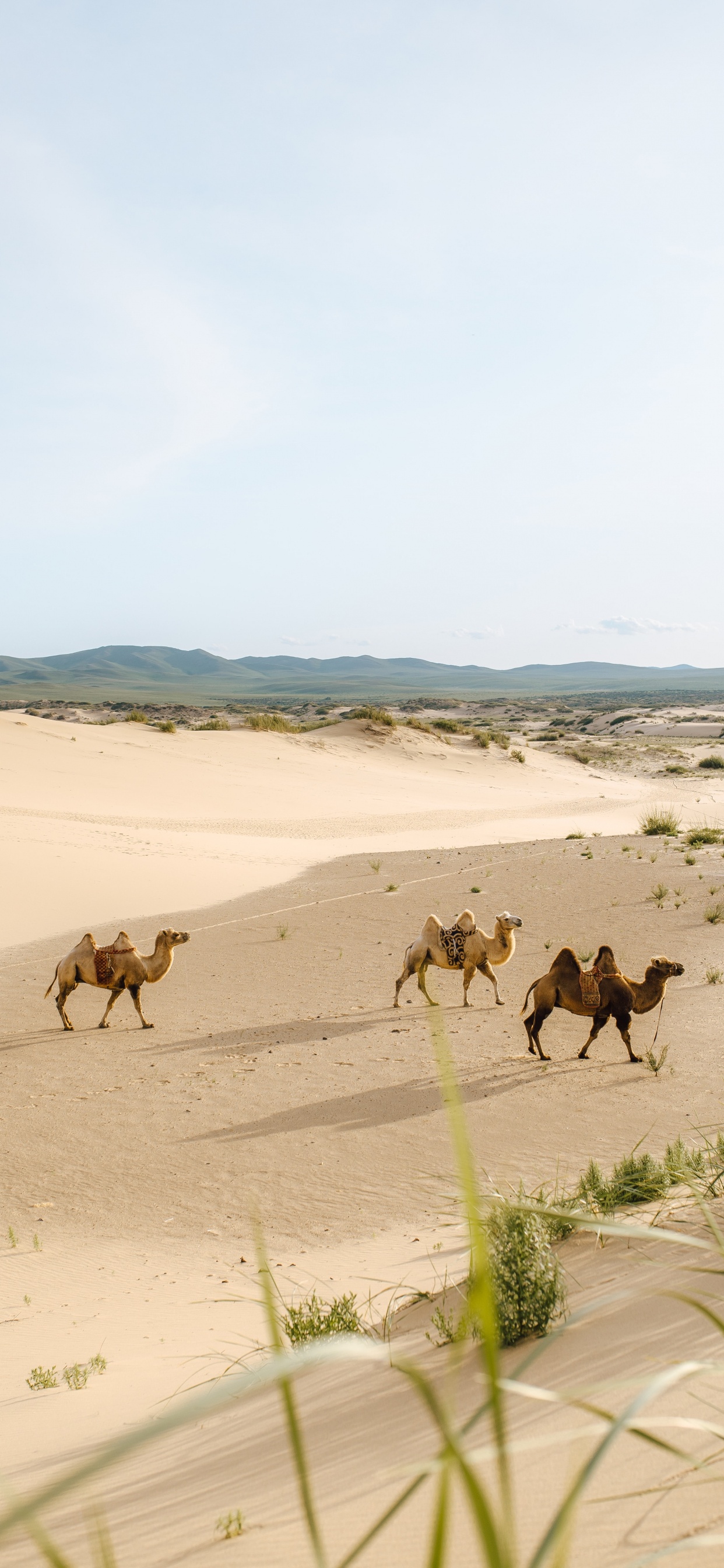 Camels on Desert During Daytime. Wallpaper in 1242x2688 Resolution