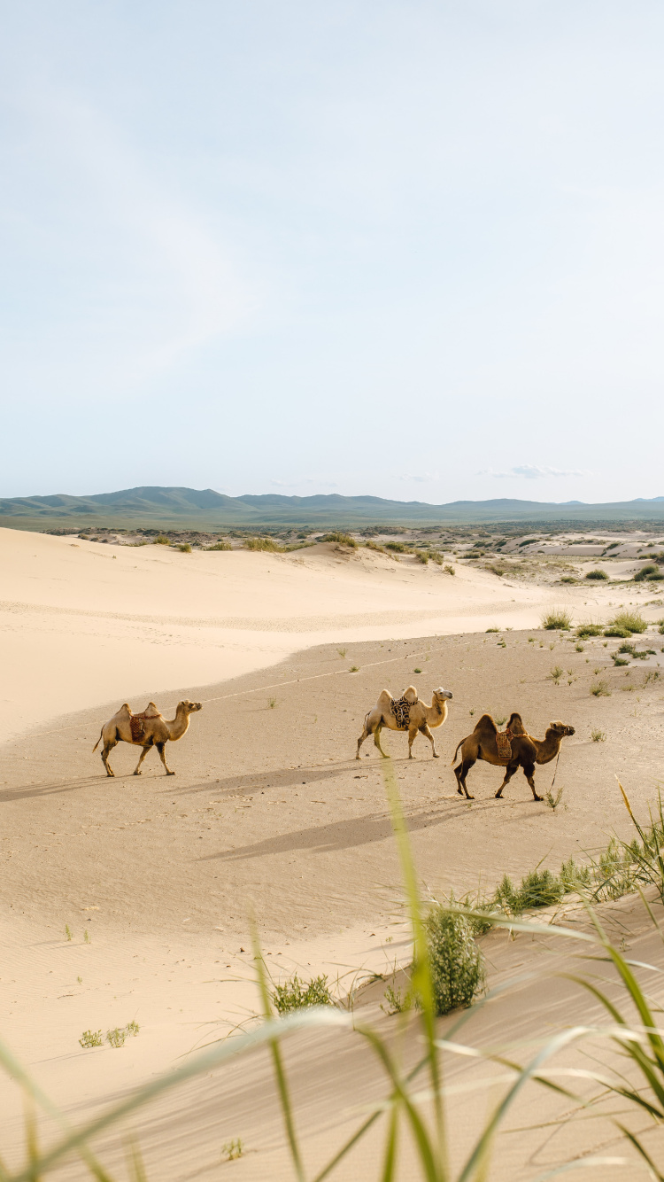 Camels on Desert During Daytime. Wallpaper in 750x1334 Resolution