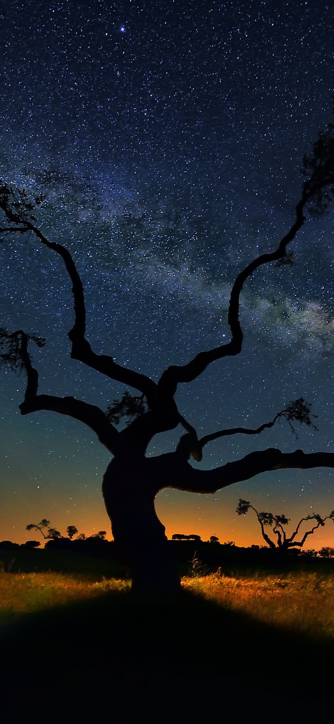 Silueta de Árboles Bajo un Cielo Azul Durante la Puesta de Sol. Wallpaper in 1125x2436 Resolution
