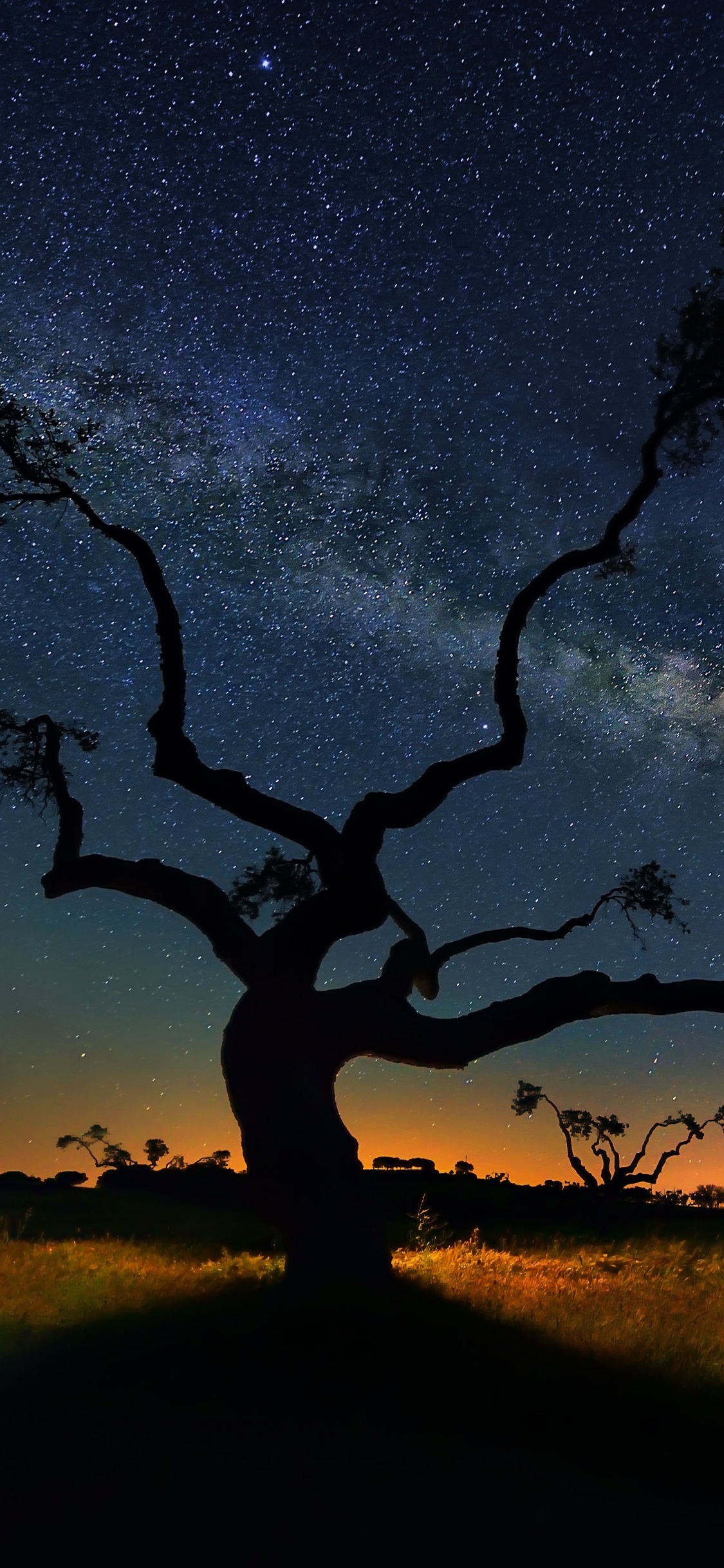 Silhouette of Trees Under Blue Sky During Sunset. Wallpaper in 1125x2436 Resolution