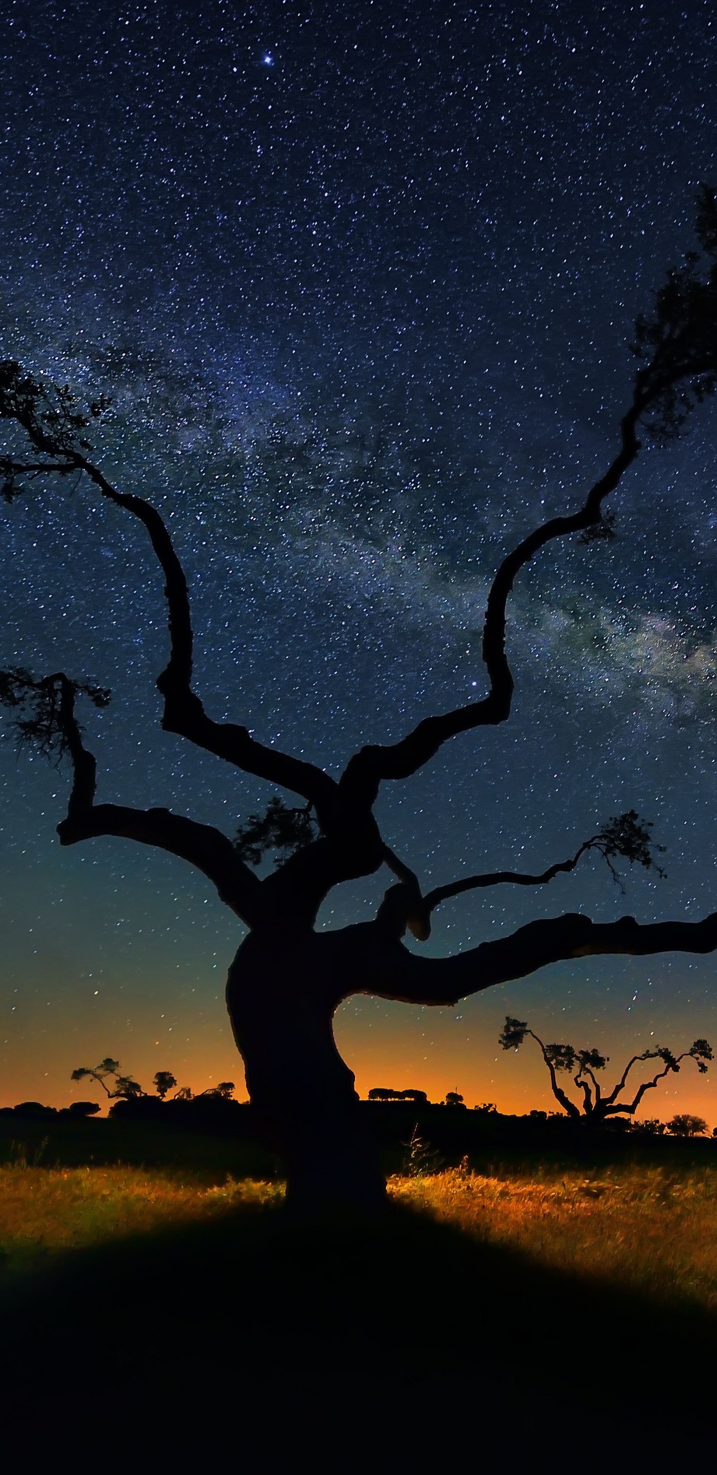 Silhouette of Trees Under Blue Sky During Sunset. Wallpaper in 1440x2960 Resolution