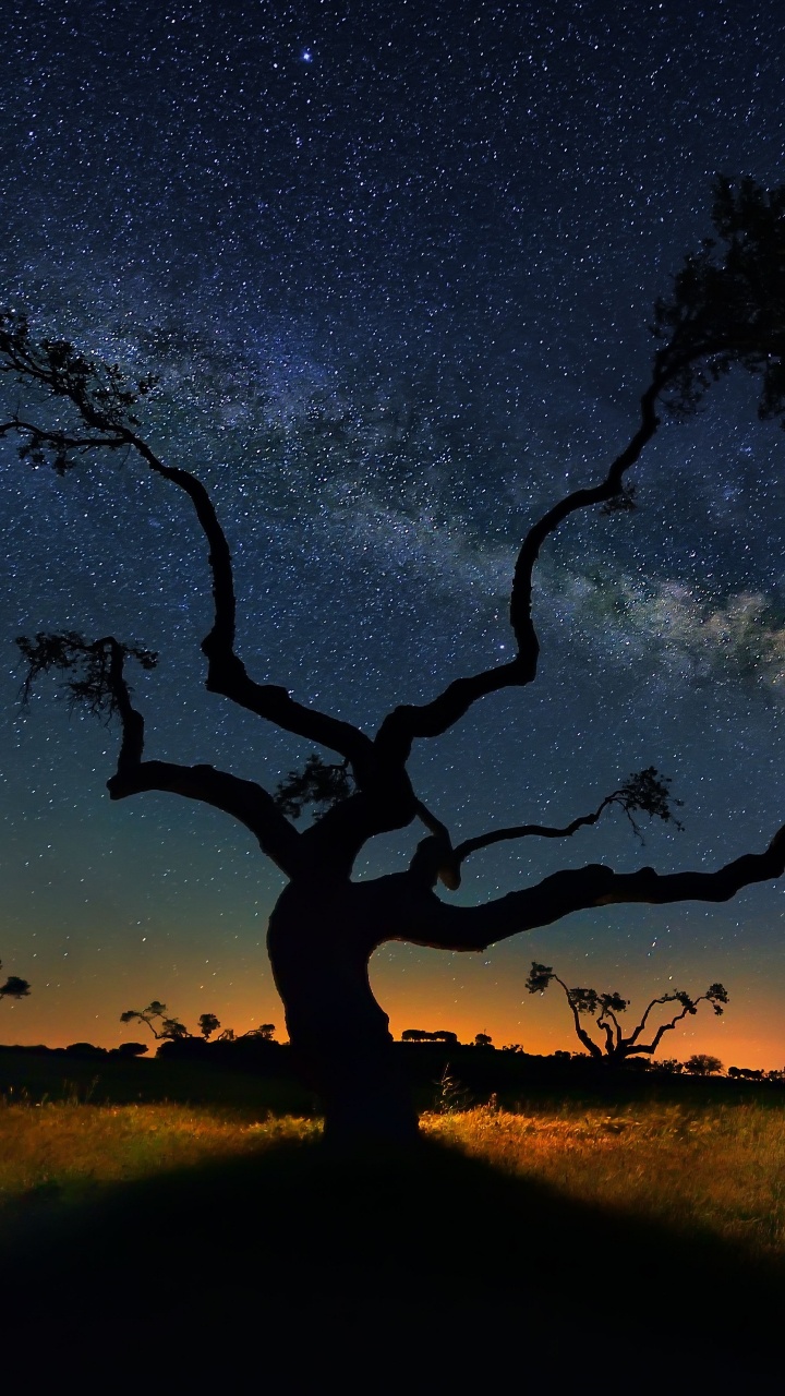 Silhouette of Trees Under Blue Sky During Sunset. Wallpaper in 720x1280 Resolution