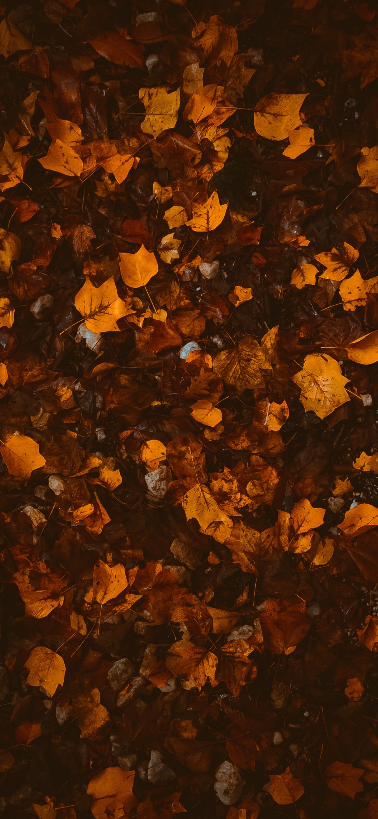 Morena, Naranja, Textura, Luz. Wallpaper in 1242x2688 Resolution