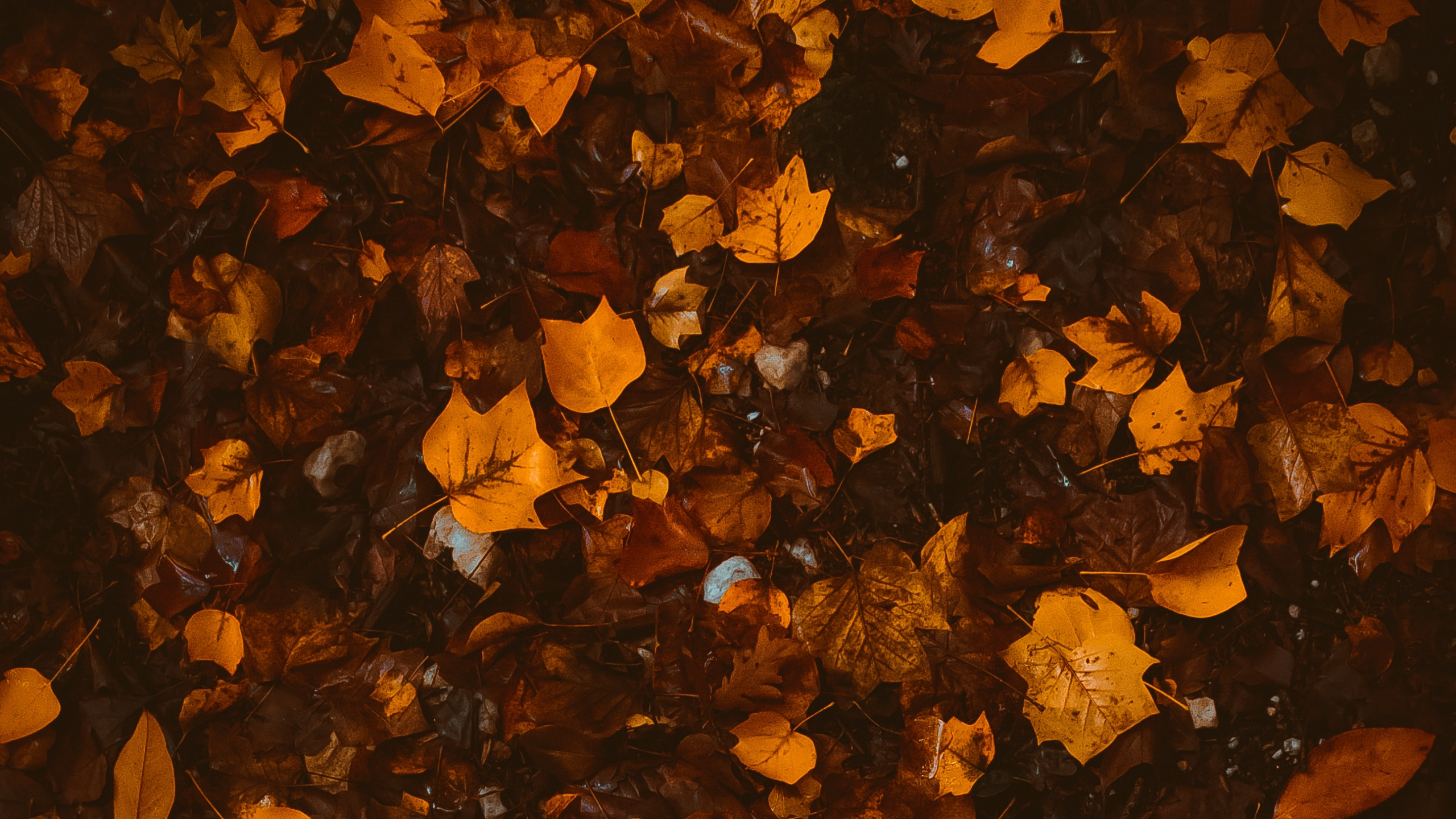 Herbst, Brown, Orange, Textur, Blatt. Wallpaper in 2560x1440 Resolution