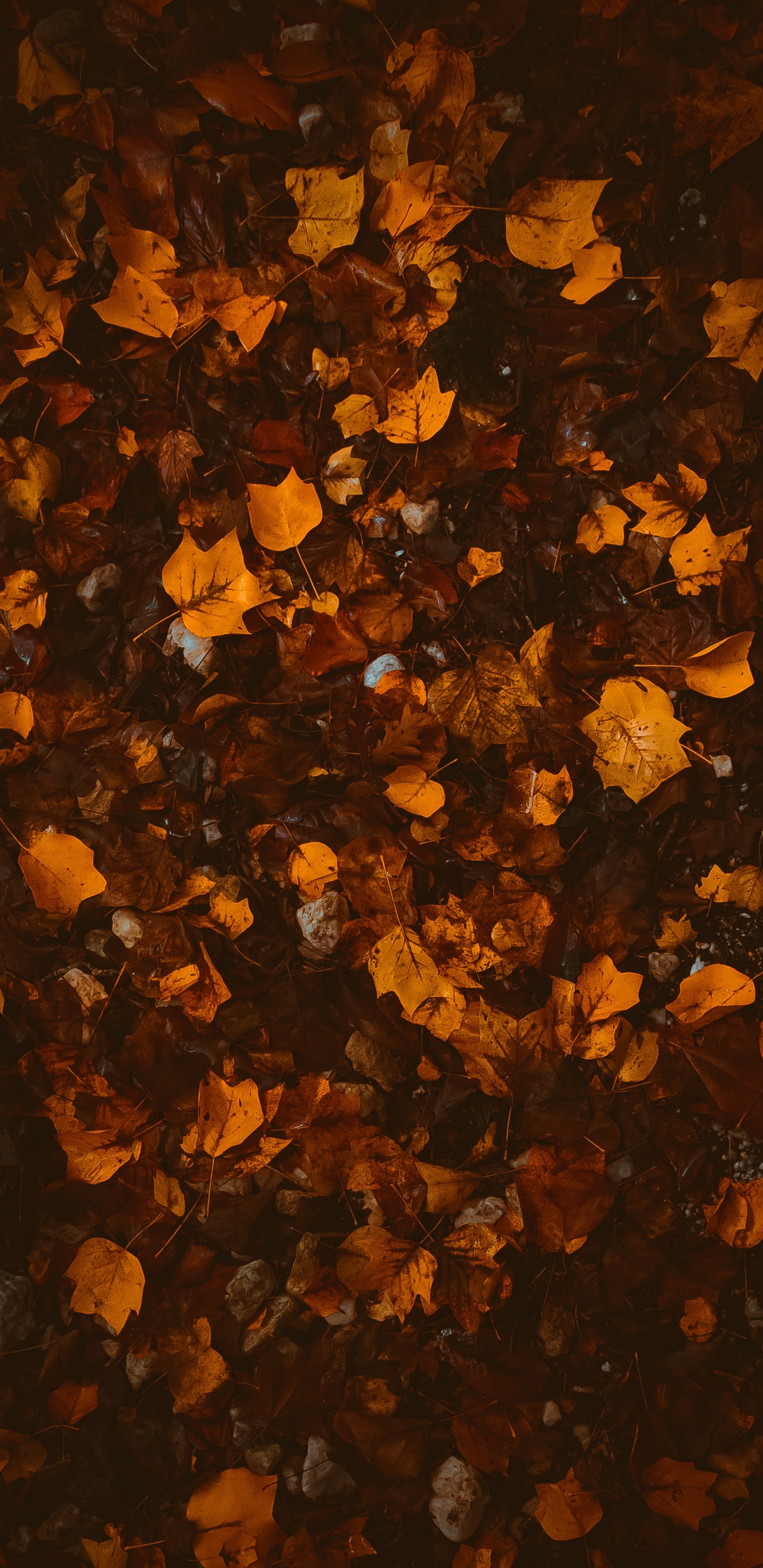 Autumn, Brown, Orange, Texture, Leaf. Wallpaper in 1440x2960 Resolution